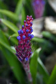 Violet Puya Santosii Seeds for Planting Heirloom NonGMO High Germination Organic Garden Seeds
 
 Sale for planting in home garden