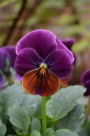 Brown Violet Pansy Flower Seeds for Planting – Heirloom NonGMO High Germination Organic Garden Seeds
 
 Sale for planting in home garden