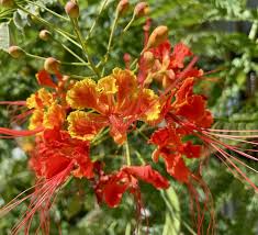 Orange Jacaranda Flower Seeds for Planting – Heirloom NonGMO Bright Bloom Organic Garden Seeds with High Germination
 
 Sale for planting in home garden