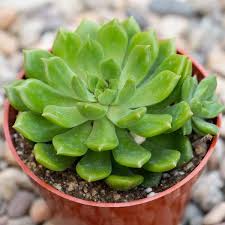 Dark Green Succulent Flower Seeds for Planting – Heirloom NonGMO Shade Tolerant Organic Garden Seeds with High Germination
 
 Sale for planting in home garden