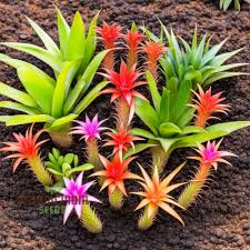Mixed Bromeliad Seeds for Planting – Heirloom NonGMO SunLoving Organic Garden Seeds with High Germination
 
 Sale for planting in home garden