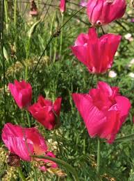 Pink Eschscholtzia Flower Seeds for Planting – Heirloom NonGMO Seasonal Bloomer Organic Garden Seeds with High Germination
 
 Sale for planting in home garden