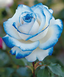 Blue and White Rose Flower Seeds for Planting – Heirloom NonGMO Premium Organic Garden Seeds with High Germination
 
 Sale for planting in home garden