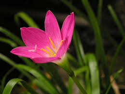 Pink Zephyranthes Flower Seeds for Planting – Heirloom NonGMO Colorful Organic Garden Seeds with High Germination
 
 Sale for planting in home garden
