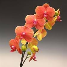 Orange Yellow Phalaenopsis Orchid Seeds for Planting Heirloom NonGMO Seasonal Bloomer High Germination
 
 Sale for planting in home garden