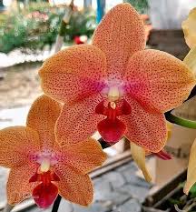 Dark Orange Phalaenopsis Orchid Seeds for Planting – Heirloom NonGMO Drought Tolerant Organic Garden Seeds with High Germination
 
 Sale for planting in home garden