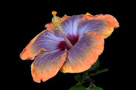 Blue Orange Hibiscus Flower Seeds for Planting – Heirloom NonGMO Long Bloom Organic Garden Seeds with High Germination
 
 Sale for planting in home garden