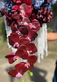 Burgundy Phalaenopsis Orchid Flower Seeds for Planting – Heirloom NonGMO Low Maintenance Organic Garden Seeds with High Germination
 
 Sale for planting in home garden