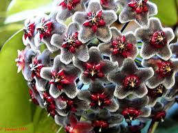 Black Red Hoya Flower Seeds for Planting – Heirloom NonGMO High Germination Organic Garden Seeds
 
 Sale for planting in home garden