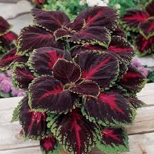 Maroon Coleus Seeds for Planting – Heirloom NonGMO High Germination Organic Garden Seeds for Long Bloom Season
 
 Sale for planting in home garden