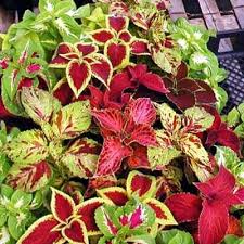 Green Coleus Seeds for Planting – Heirloom NonGMO High Germination Organic Garden Seeds Hardy ShadeLoving Variety
 
 Sale for planting in home garden