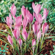 Baby Pink Crocus Flower Seeds for Planting – Heirloom NonGMO High Germination Organic Garden Seeds Easy to Grow
 
 Sale for planting in home garden