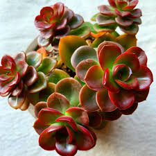 Brown Green Succulent Flower Seeds for Planting – Heirloom NonGMO High Germination Organic Garden Seeds Vibrant Colors
 
 Sale for planting in home garden