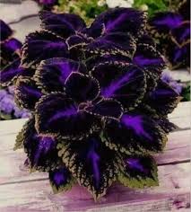 Black Coleus Flower Seeds for Planting – Heirloom NonGMO High Germination Organic Garden Seeds Premium Quality
 
 Sale for planting in home garden