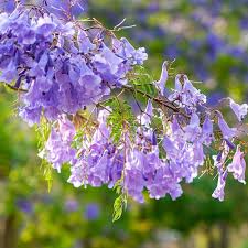 Lavender Jacaranda Flower Seeds for Planting Heirloom NonGMO Shade Tolerant High Germination
 
 Sale for planting in home garden