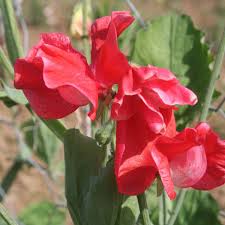 Red Sweet Pea Flower Seeds for Planting Heirloom NonGMO Sun Loving High Germination Garden Seeds
 
 Sale for planting in home garden