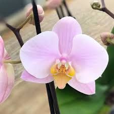 Light Pink Phalaenopsis Orchid Seeds for Planting Heirloom NonGMO Wildflower Mix High Germination
 
 Sale for planting in home garden