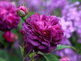 Deep Purple Climbing Rose Flower Seeds for Planting Heirloom NonGMO Organic Garden Seeds
 
 Sale for planting in home garden