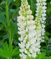White Lupine Flower Seeds for Planting Heirloom NonGMO Cottage Garden Organic Seeds
 
 Sale for planting in home garden