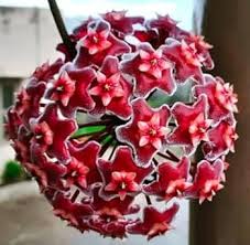 Red Carnosa Flower Seeds for Planting Heirloom NonGMO Organic Garden Seeds for Vibrant Displays
 
 Sale for planting in home garden