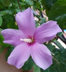 Lavender Hibiscus Flower Seeds for Planting Heirloom NonGMO Fragrant Organic Garden Seeds
 
 Sale for planting in home garden