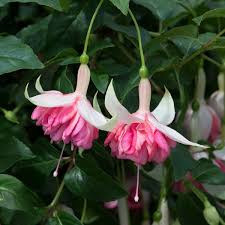 Peach Fuchsia Flower Seeds for Planting Heirloom NonGMO Cottage Garden Organic Seeds
 
 Sale for planting in home garden