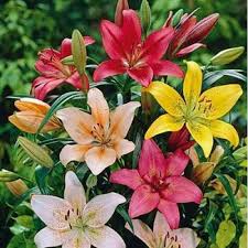 Mixed Lilium Flower Seeds for Planting Heirloom NonGMO LowMaintenance Organic Garden Seeds
 
 Sale for planting in home garden