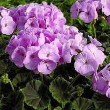 Lavender Geranium Flower Seeds for Planting Heirloom NonGMO Organic Garden Seeds for Colorful Displays
 
 Sale for planting in home garden