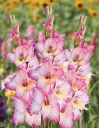 Pink White Gladiolus Flower Seeds for Planting Heirloom NonGMO DroughtTolerant Organic Garden Seeds
 
 Sale for planting in home garden