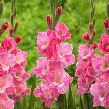 Dark Pink Gladiolus Flower Seeds for Planting – Heirloom NonGMO Organic Garden Seeds High Germination Cottage Garden Essential
 
 Sale for planting in home garden
