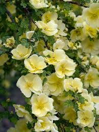 Yellow White Rosa Xanthina Flower Seeds for Planting Heirloom NonGMO PollinatorFriendly Organic Seeds
 
 Sale for planting in home garden