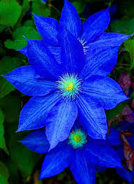 Dark Blue Clematis Flower Seeds for Planting Heirloom NonGMO Long Bloom Organic Garden Seeds
 
 Sale for planting in home garden