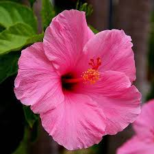 Light Pink Hibiscus Flower Seeds for Planting – Heirloom NonGMO Organic Garden Seeds High Germination
 
 Sale for planting in home garden