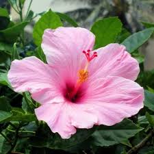 Pale Pink Hibiscus Flower Seeds for Planting – Heirloom NonGMO Organic Garden Seeds High Germination
 
 Sale for planting in home garden