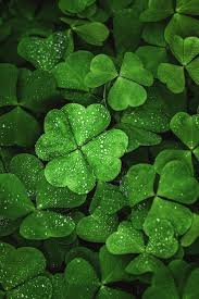 Khaki Green Four Leaf Clover Seeds for Planting – Heirloom NonGMO Organic Garden Seeds High Germination
 
 Sale for planting in home garden