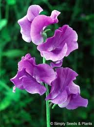 Purple Sweet Pea Flower Seeds for Planting – Heirloom NonGMO Organic Garden Seeds High Germination Cut Flower Favorite
 
 Sale for planting in home garden