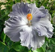 Dark Gray Hibiscus Flower Seeds for Planting – Heirloom NonGMO Organic Garden Seeds High Germination Drought Tolerant
 
 Sale for planting in home garden