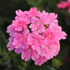 Pink Verbena Flower Seeds for Planting – Heirloom NonGMO Organic Garden Seeds High Germination Cut Flower Favorite
 
 Sale for planting in home garden