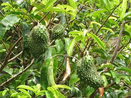 Tropical Soursop Seeds for Planting - Green & White Fruit