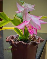 Schlumbergera (Schlumbergera Flower) seeds for planting in home garden