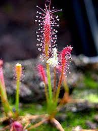 Mixed Drosera Chrysolepis Flower seeds for Planting - Long Bloom Season, Heirloom & GMO Free Seeds for Home Garden
 
 Sale seeds for home garden