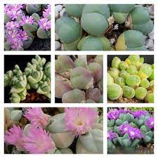 Mixed Gibbaeum Flower seeds for Planting - Seasonal Bloomer, Heirloom & GMO Free Seeds for Home Garden
 
 Sale seeds for planting in home garden