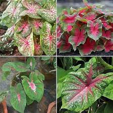 Teal Mix Caladium Flower seeds for Planting - Bright Blooms, Heirloom & GMO Free Seeds for Home Garden
 
 Sale seeds for home garden