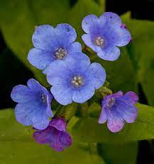 Blue Pulmonaria Lungwort Seeds, Hardy Heirloom Non-GMO Flowers for Shade Gardens & Planting
 
 Sale seeds for home garden