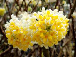 Heirloom Yellow Edgeworthia Flower seeds for Planting Hardy Variety Heirloom & GMO Free Seeds for Home Garden 
 
 Sale for planting in home garden