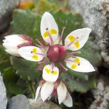 Saxifraga Stellaris Flower seeds for Planting - Seasonal Bloomer, Heirloom & GMO Free Seeds for Home Garden
 
 Sale seeds for planting in home garden
