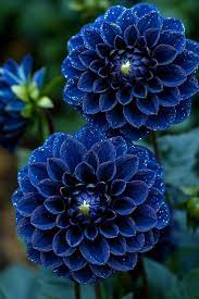 Blue Pompon Dahlia Flower seeds for Planting - Shade Tolerant, Heirloom & GMO Free Seeds for Home Garden
 
 Sale for planting in home garden