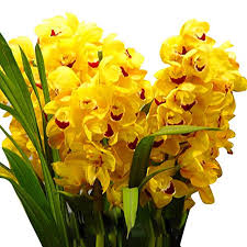 Yellow Orchid Formaldehyde Flower seeds for Planting - Low Maintenance, Heirloom & GMO Free Seeds for Home Garden
 
 Sale seeds for home garden
