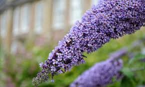 Violet Buddleja Flower seeds for Planting - Bright Blooms, Heirloom & GMO Free Seeds for Home Garden
 
 Sale for planting in home garden