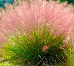 Pink Muhly Grass Flower seeds for Planting - Compact Growth, Heirloom & GMO Free Seeds for Home Garden
 
 Sale seeds for planting in home garden